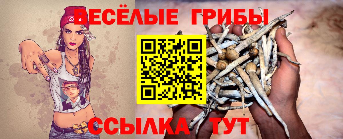 Майкоп  Галлюциногенные грибы Cubensis  закладка  Вход с VPN 